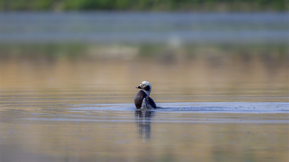 Long-tailed Duck