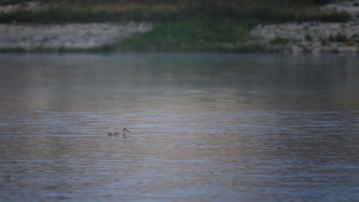Marbled Duck