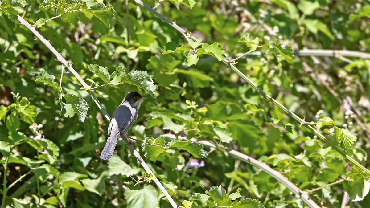 Menetries`s Warbler