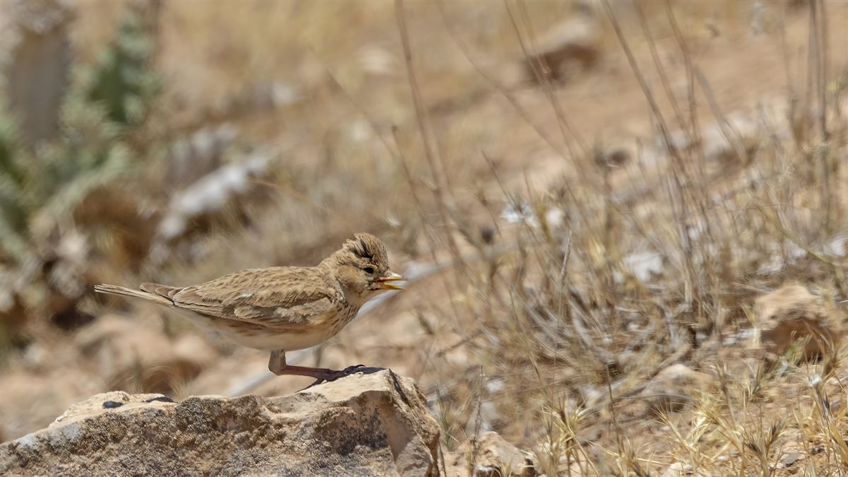 Turkestan Short-toed Lark