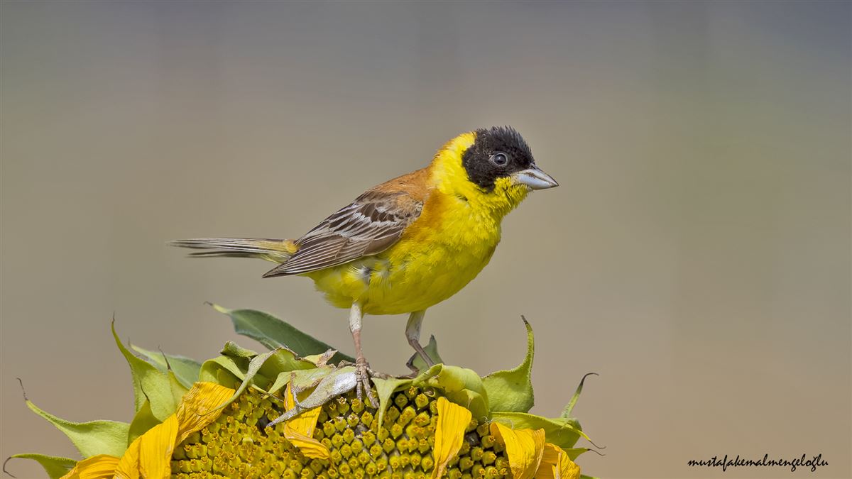 Black-headed Bunting