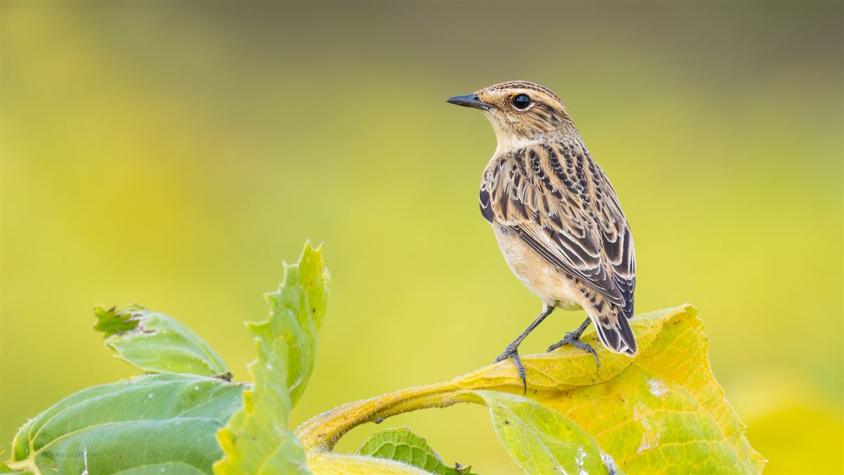 Whinchat