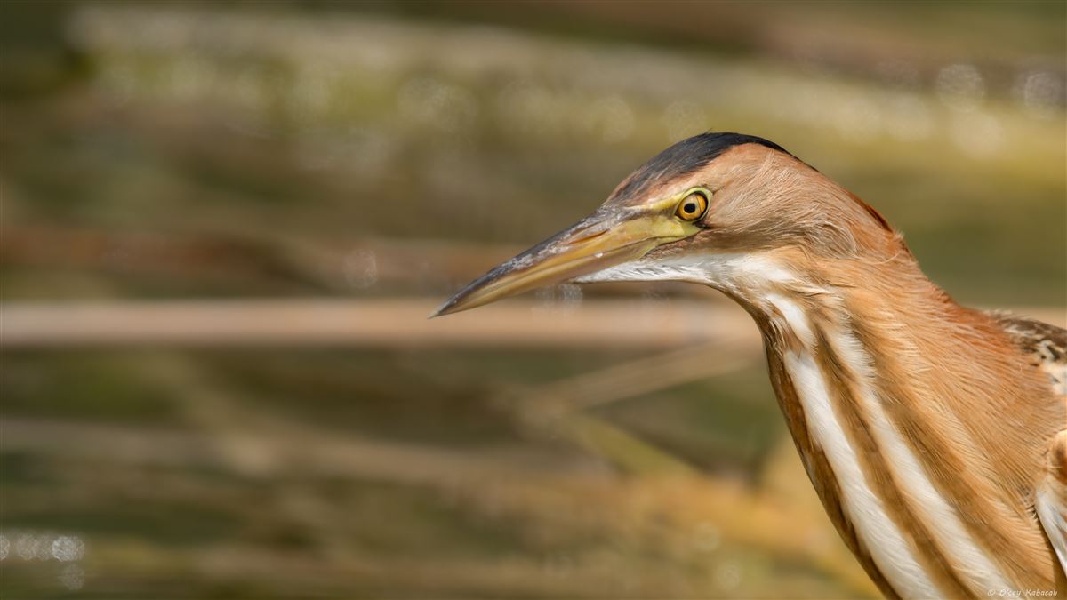 Little Bittern