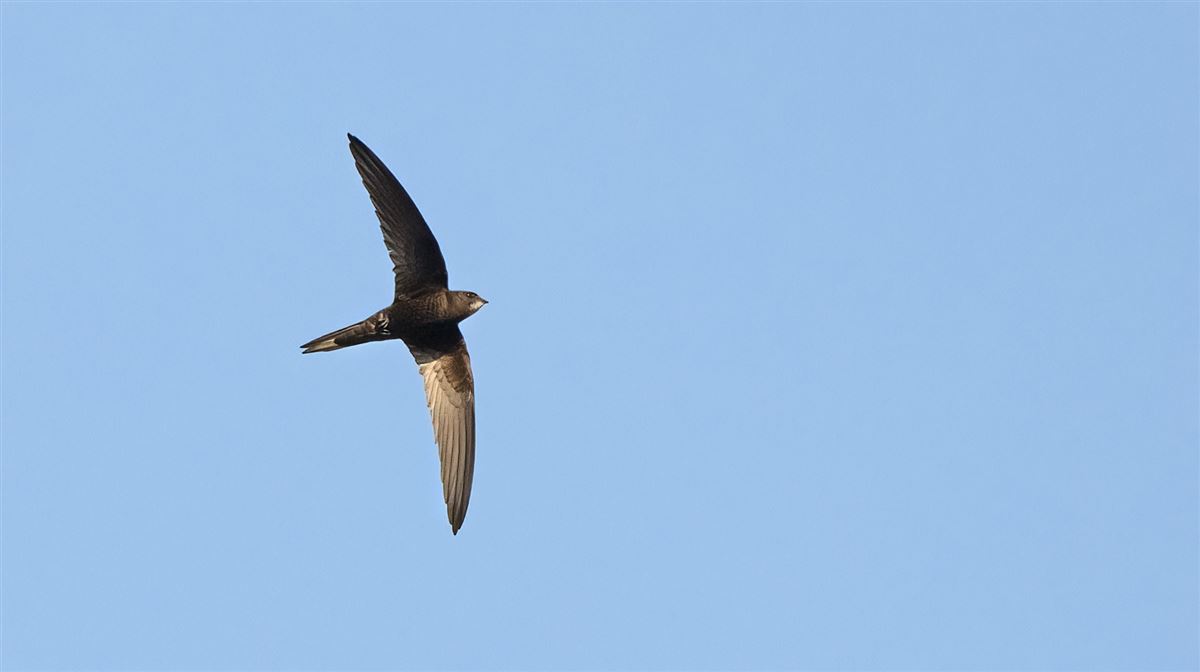 Common Swift