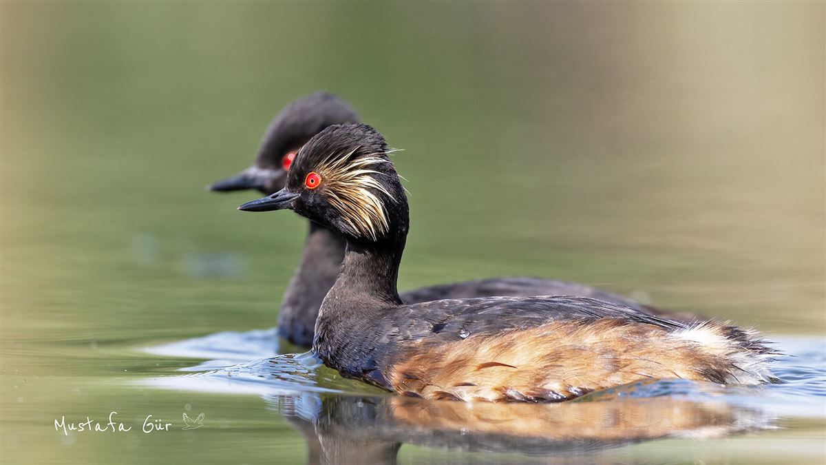 Black-necked Grebe