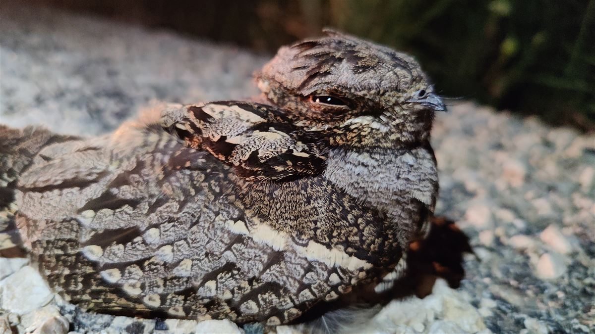 European Nightjar