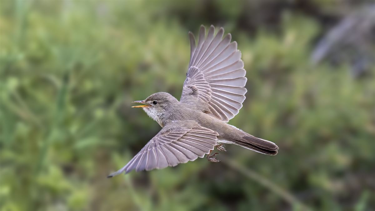 Upcher`s Warbler