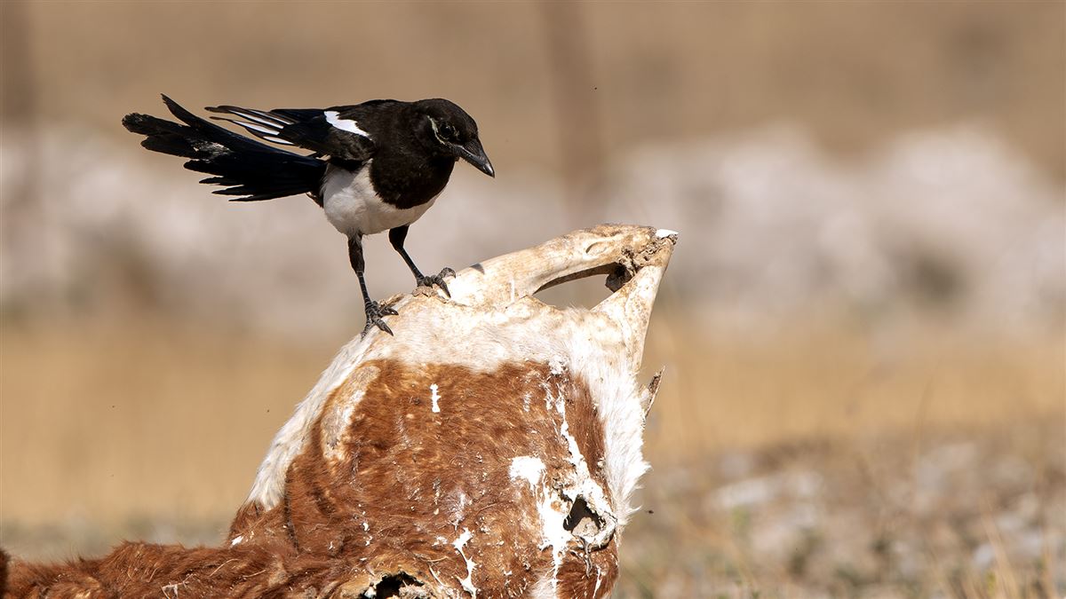 Eurasian Magpie