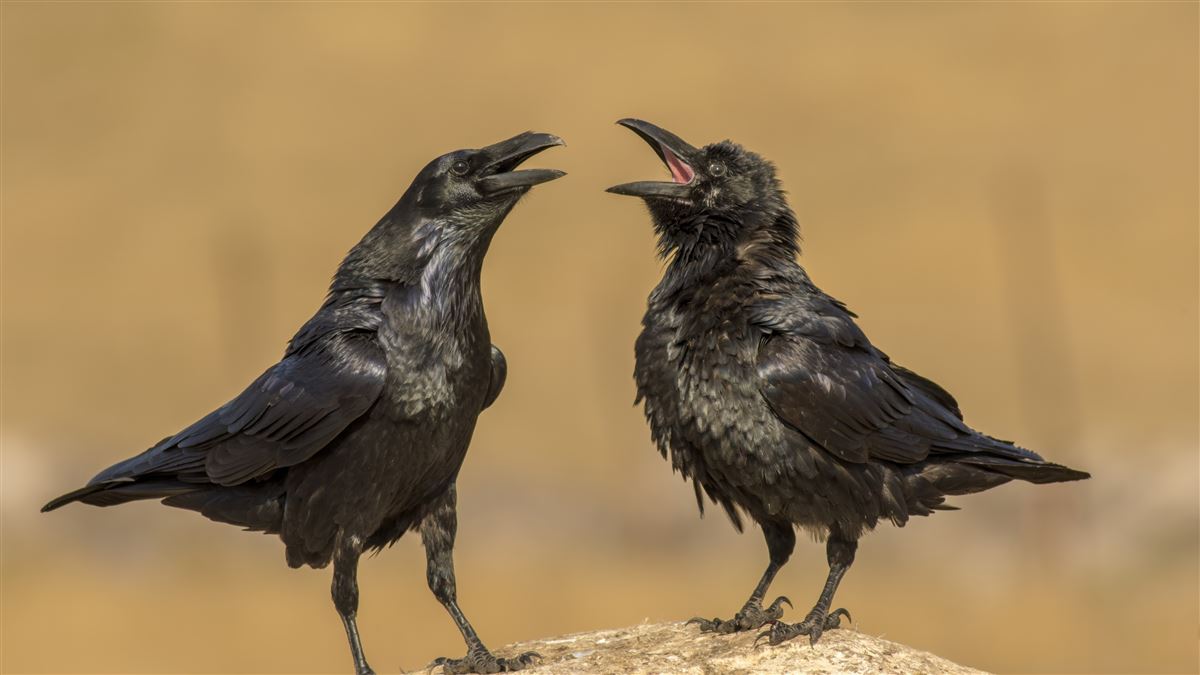 Northern Raven