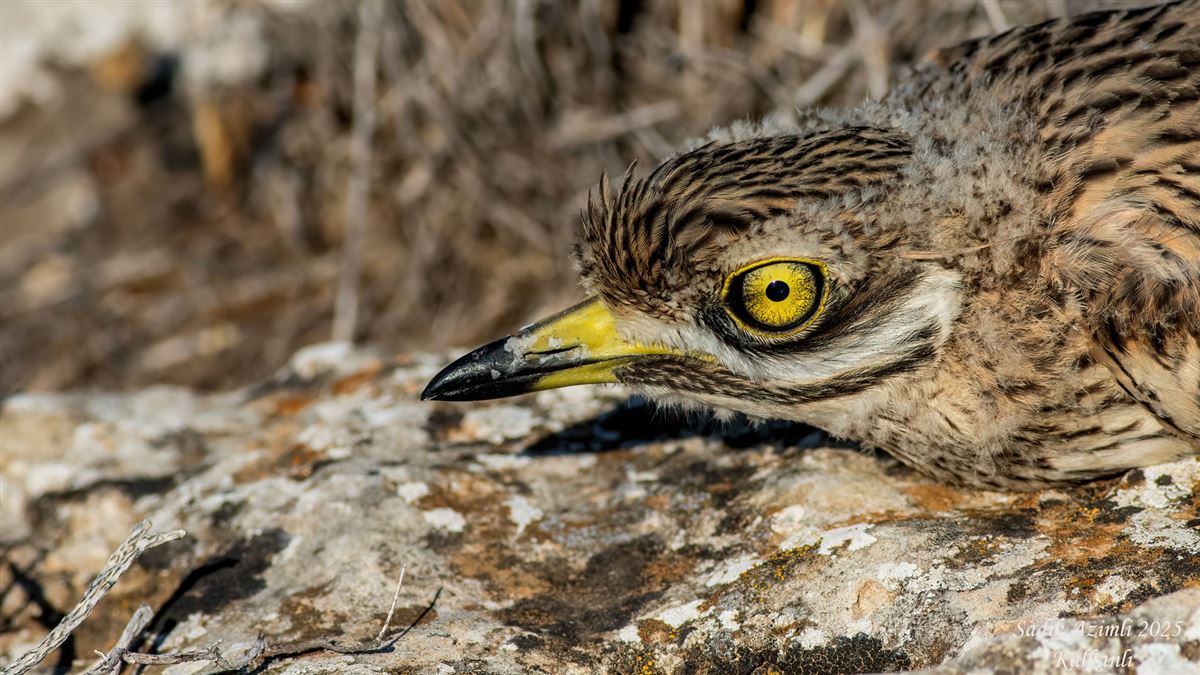 Eurasian Stone-curlew