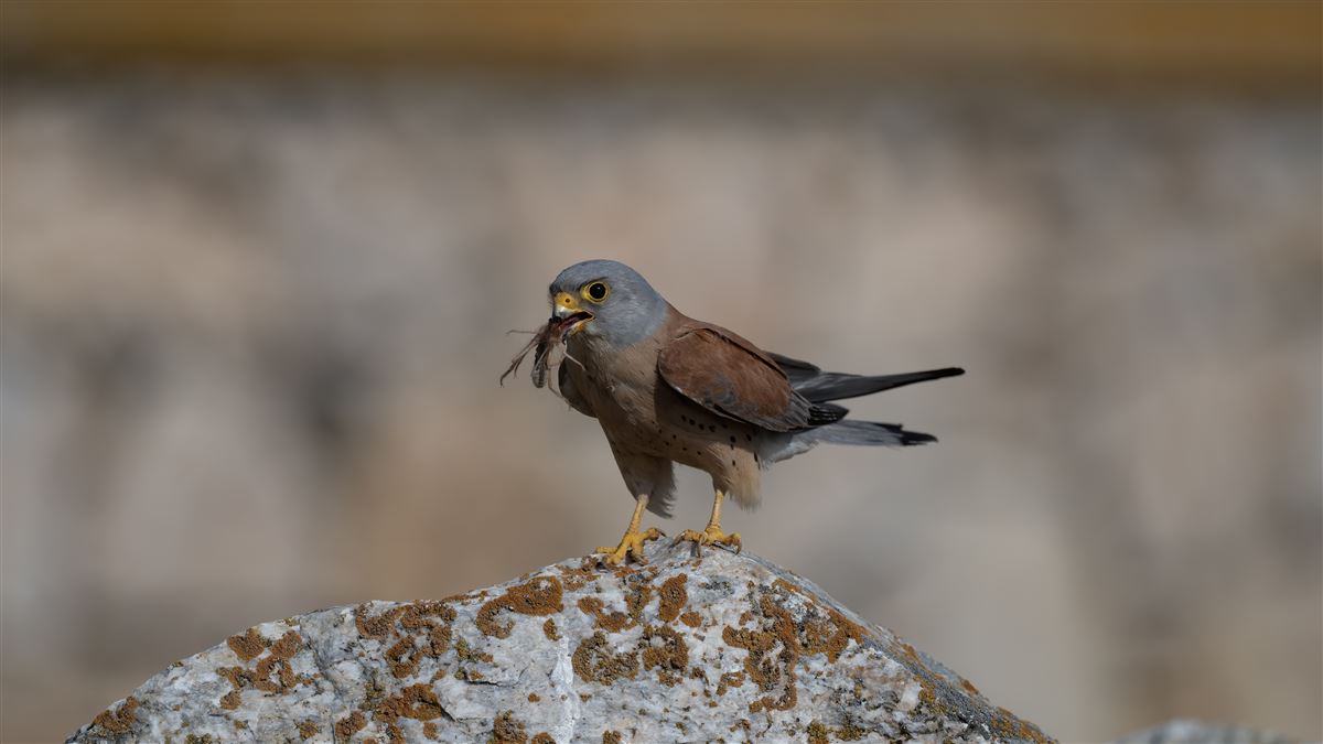 Lesser Kestrel