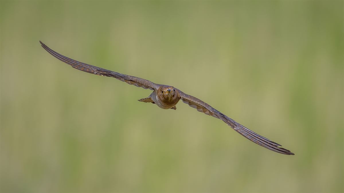 Common Cuckoo