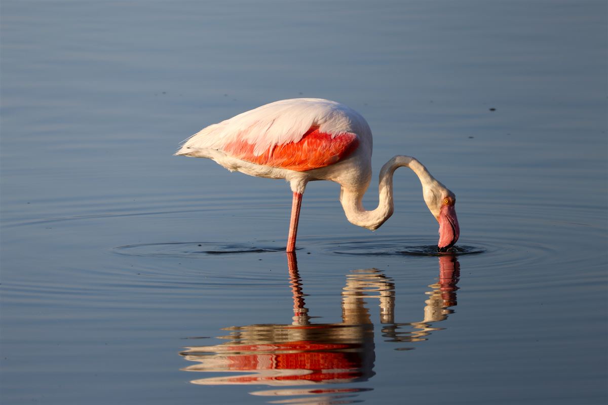 Greater Flamingo