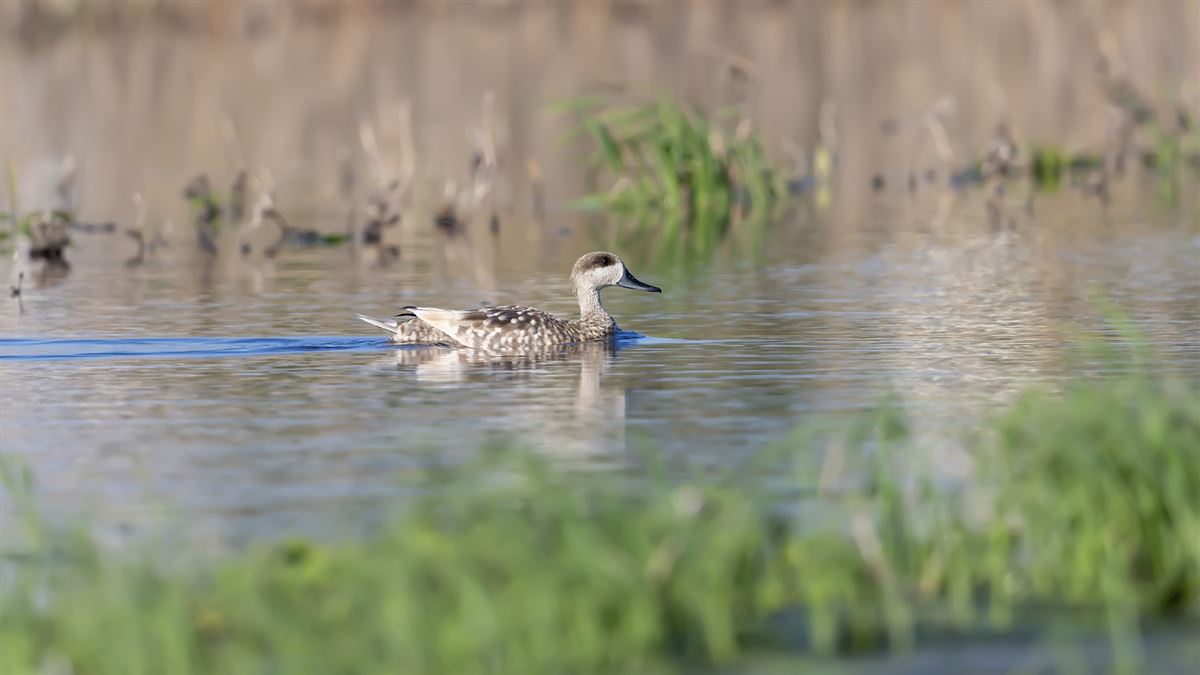 Marbled Duck