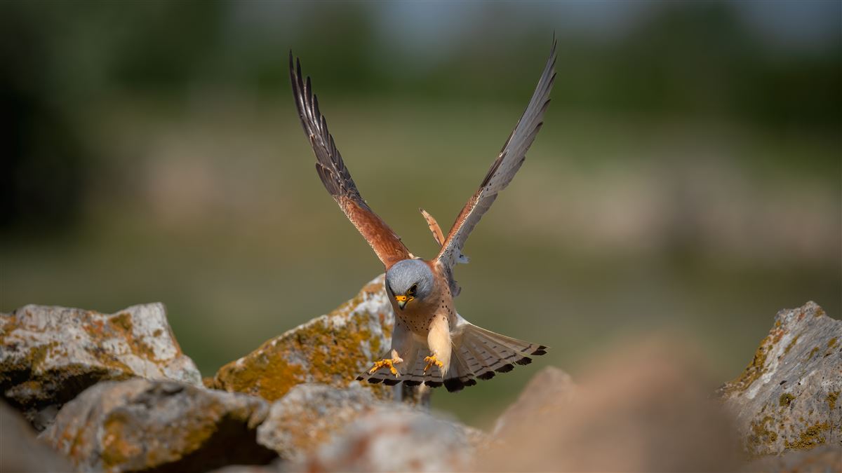 Lesser Kestrel
