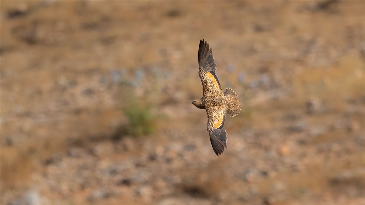 Black-bellied Sandgrouse