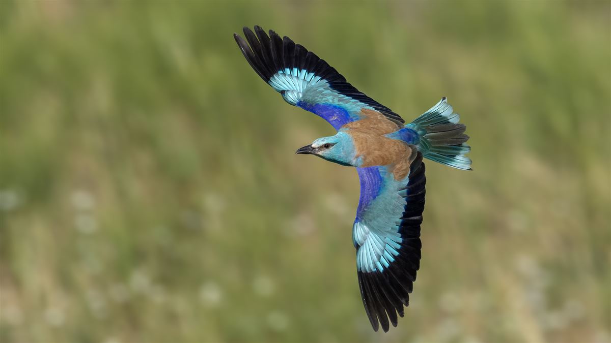 European Roller