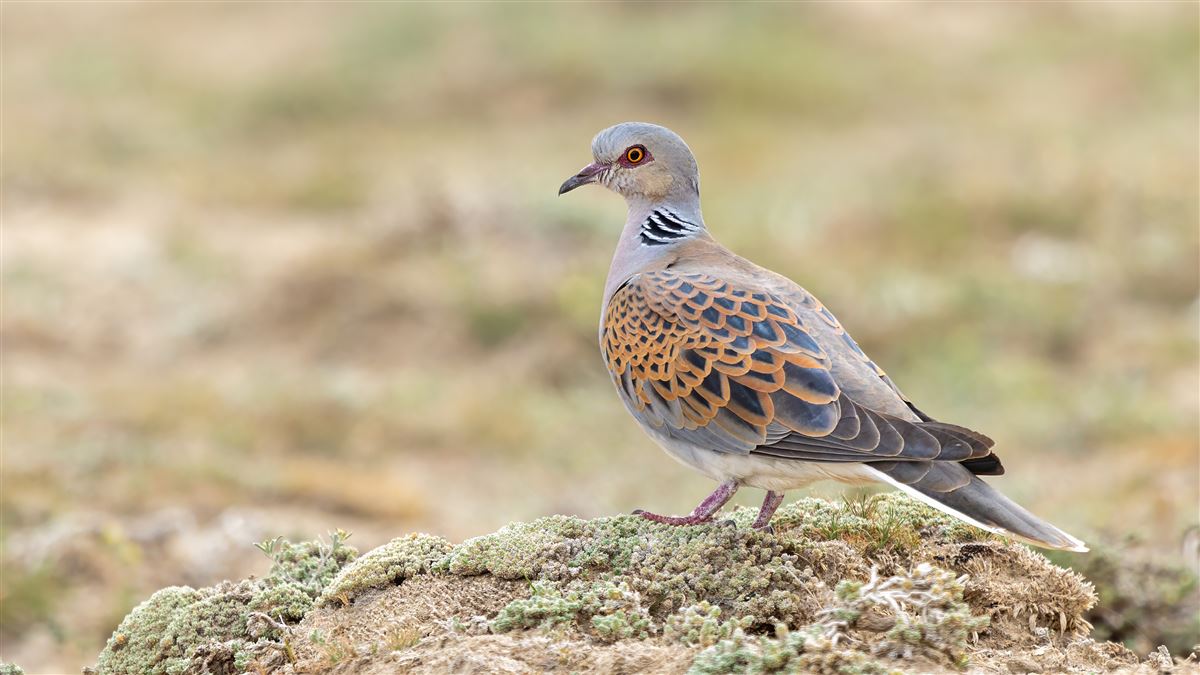 European Turtle Dove