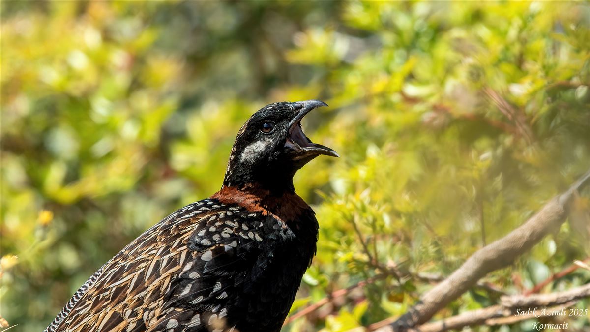 Black Francolin
