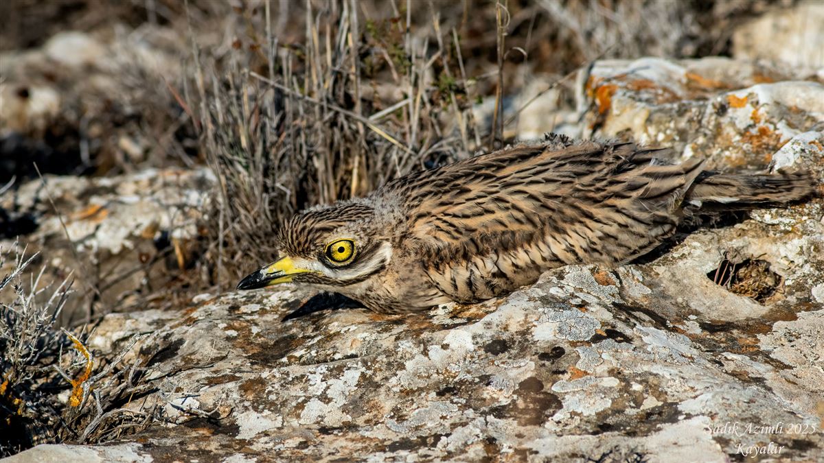 Eurasian Stone-curlew