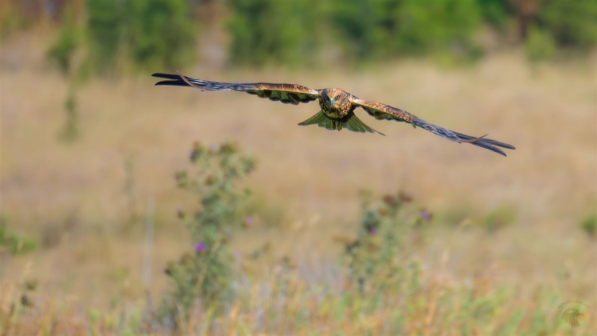 Western Marsh Harrier