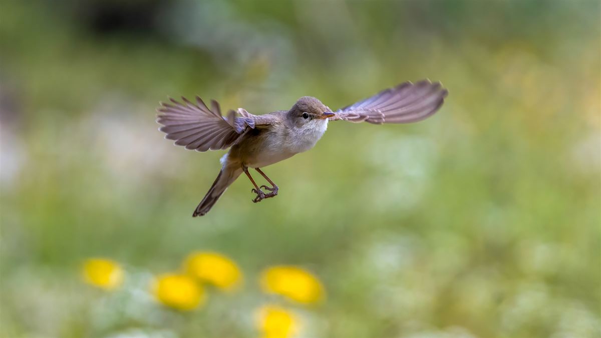Upcher`s Warbler