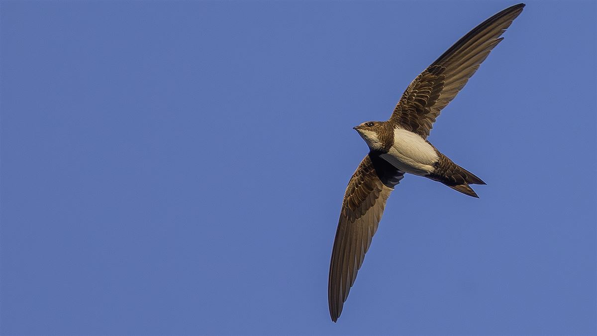 Alpine Swift
