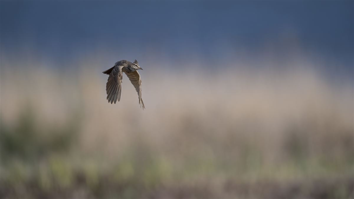 Crested Lark