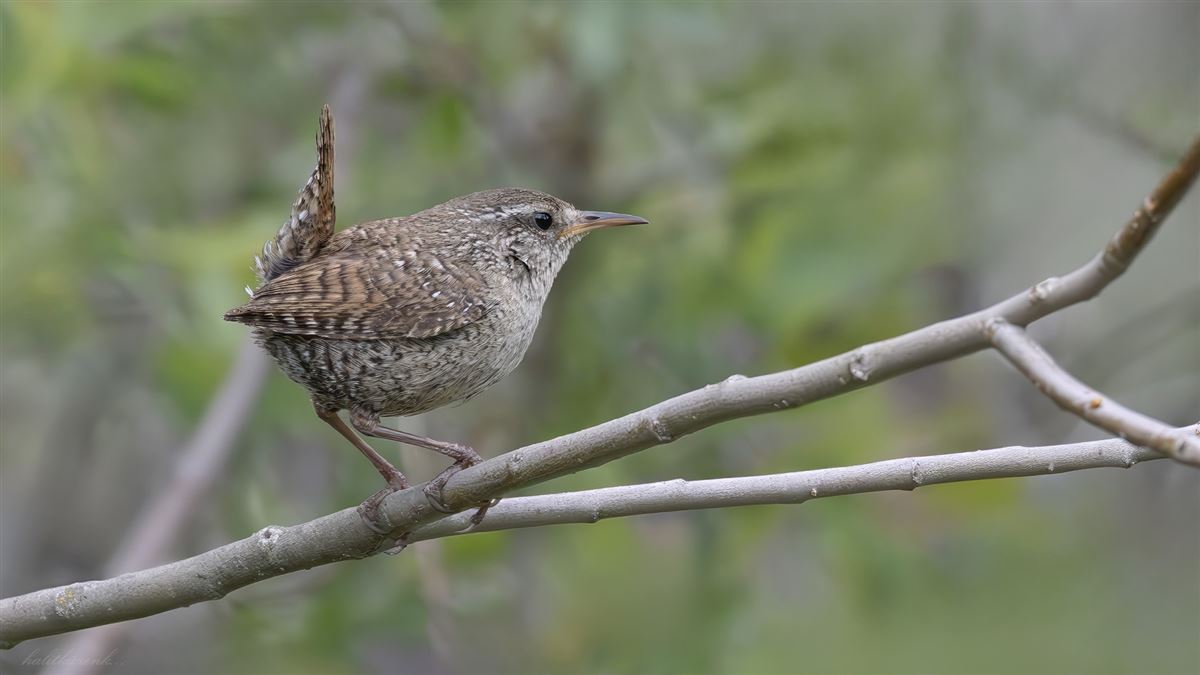 Eurasian Wren