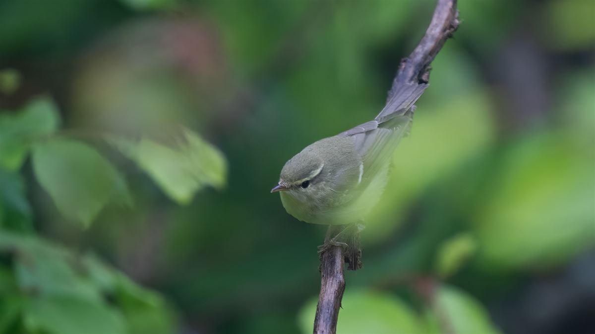 Green Warbler