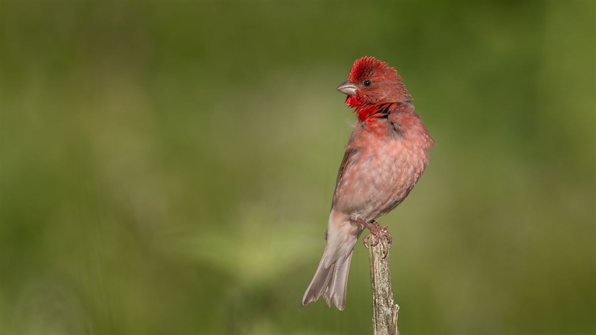 Common Rosefinch