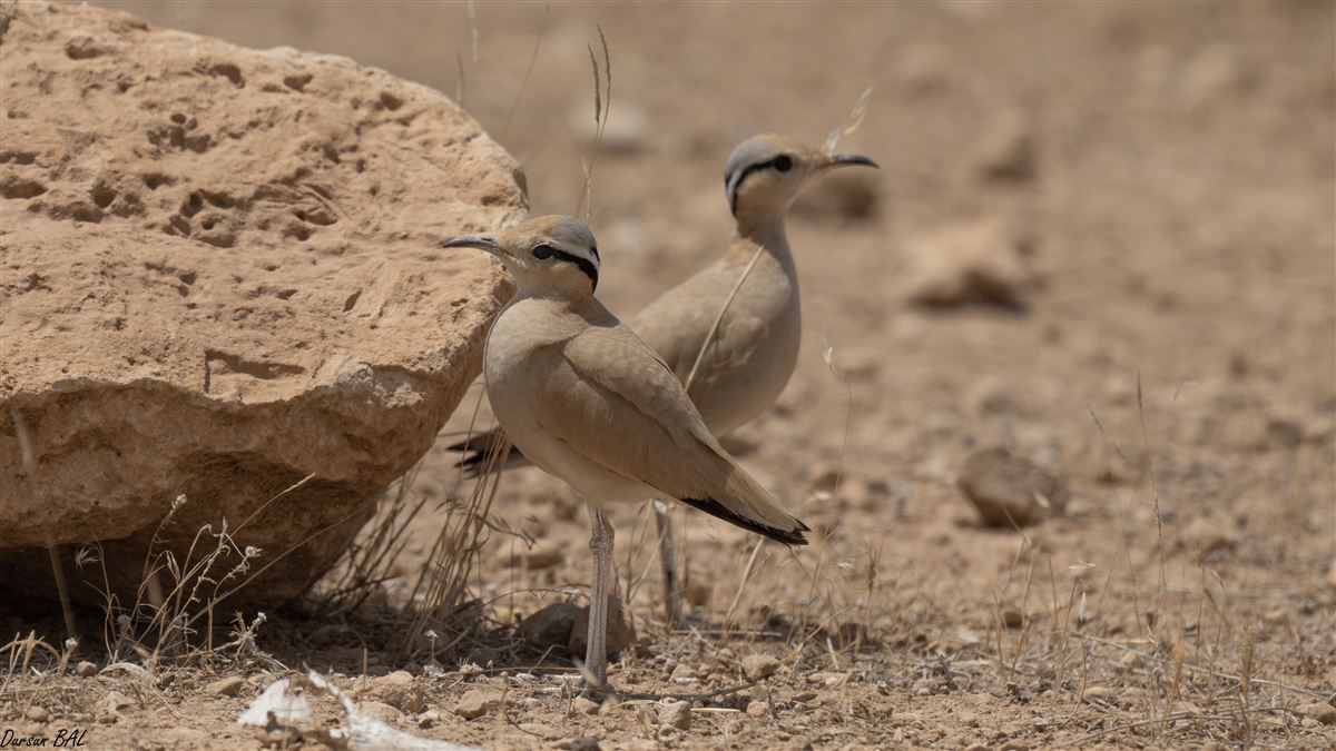 Cream-colored Courser