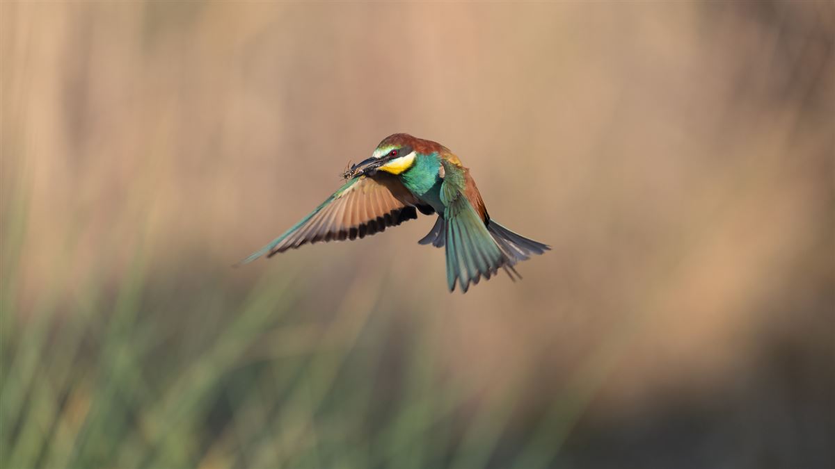 European Bee-eater