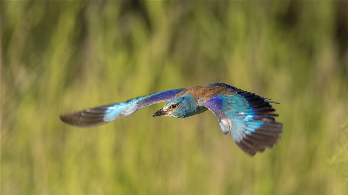 European Roller