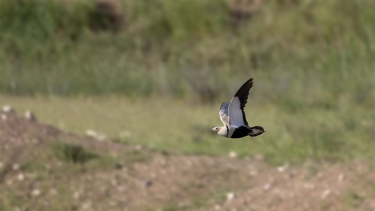 Black-bellied Sandgrouse
