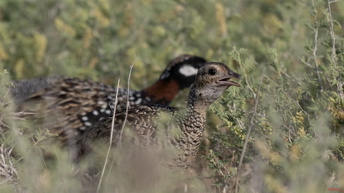 Black Francolin