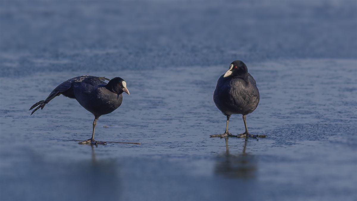 Eurasian Coot