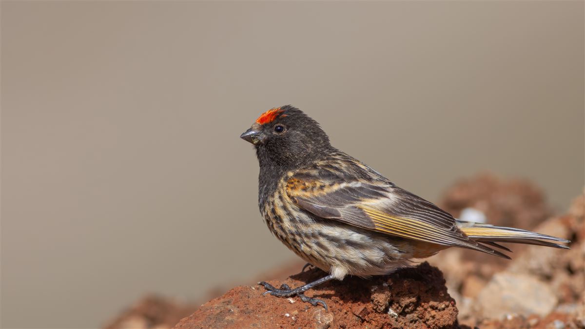 Red-fronted Serin