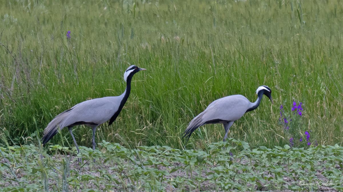 Demoiselle Crane
