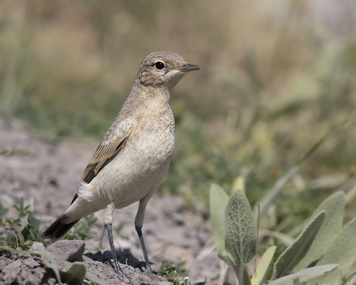 Isabelline Wheatear