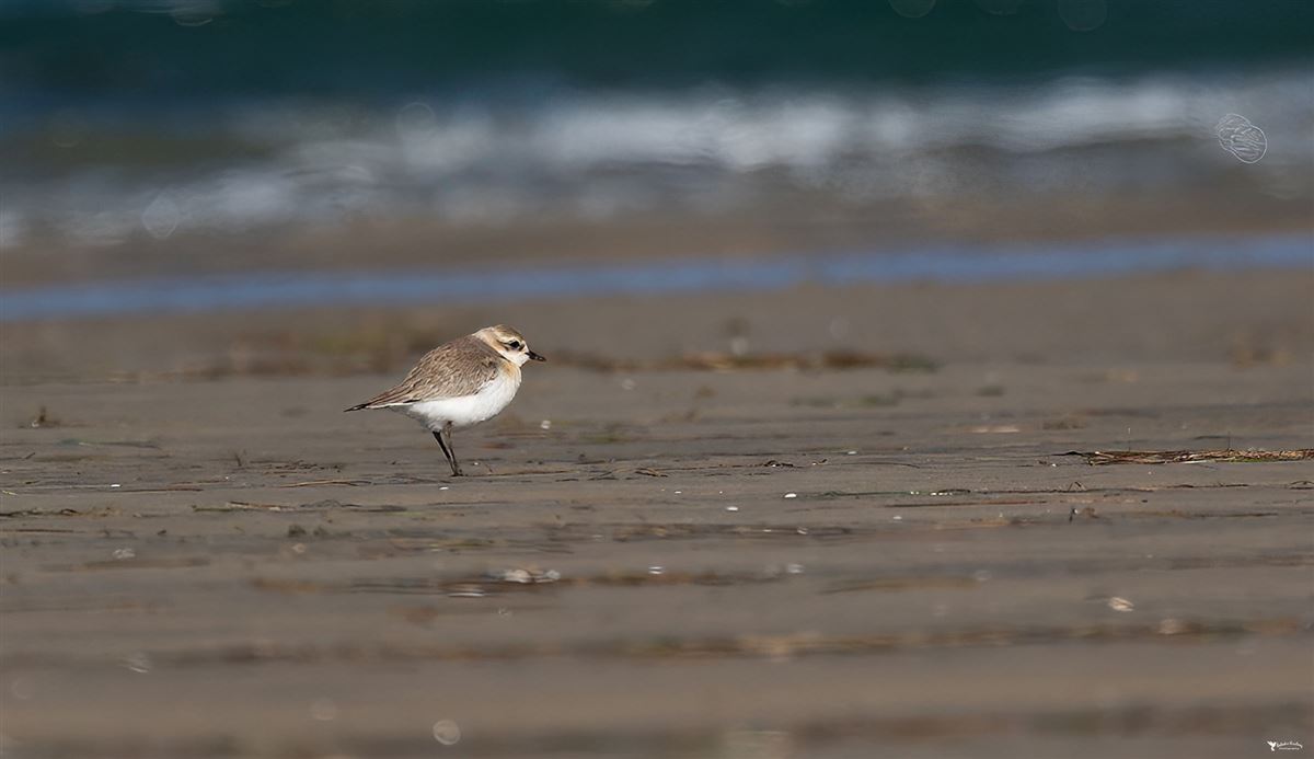 Tibetan Sand Plover