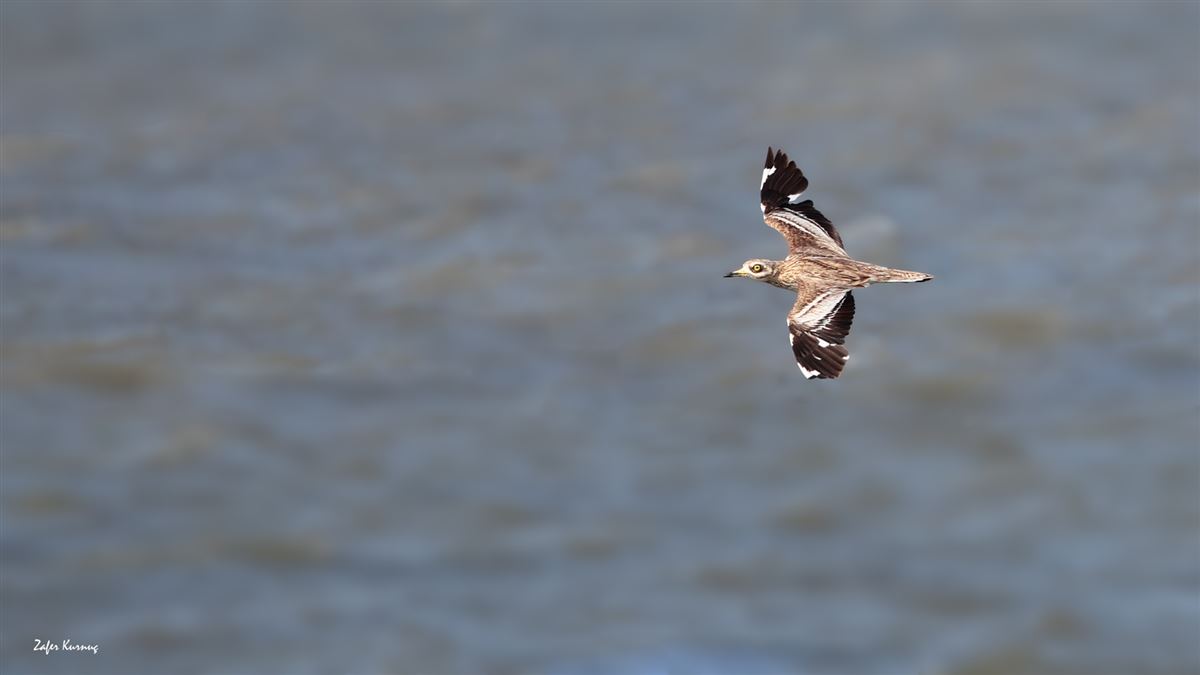 Eurasian Stone-curlew