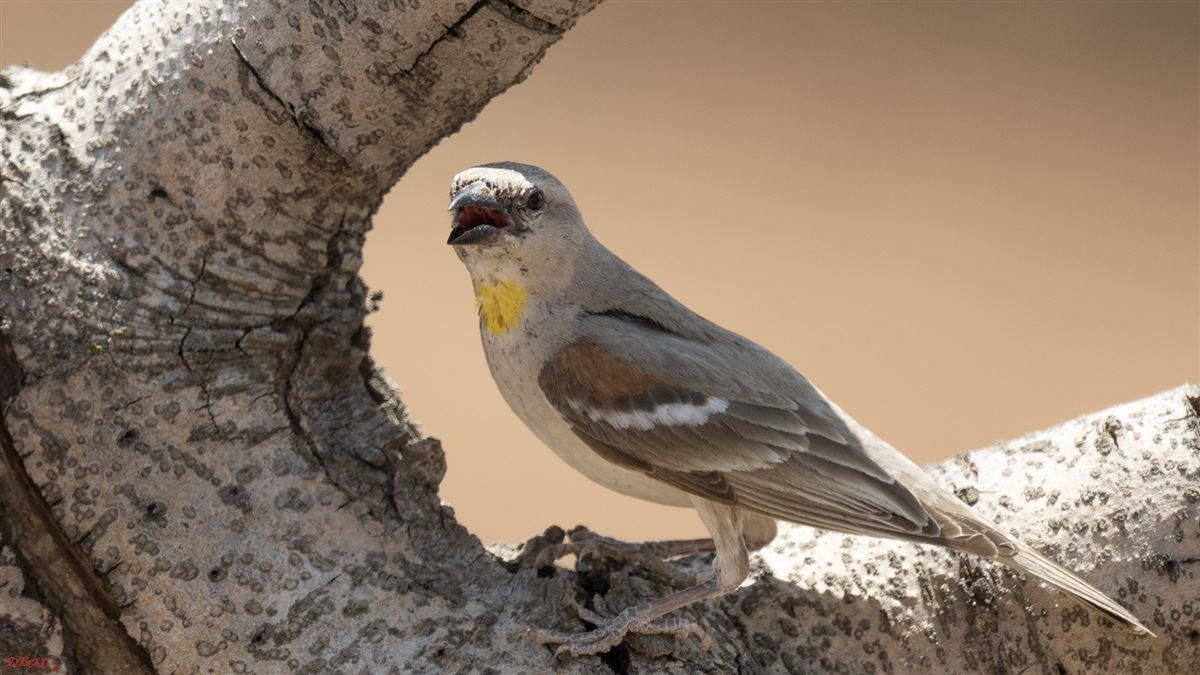 Yellow-throated Sparrow