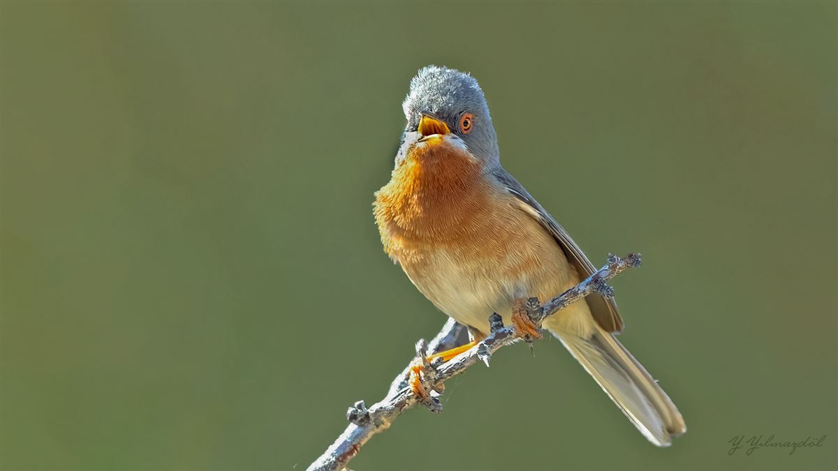 Subalpine Warbler