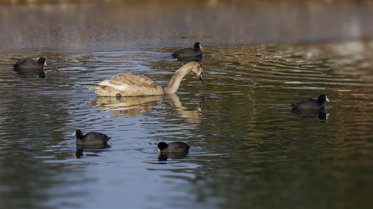 Mute Swan