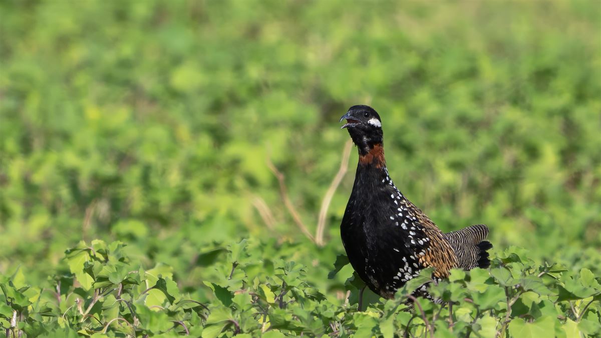 Black Francolin