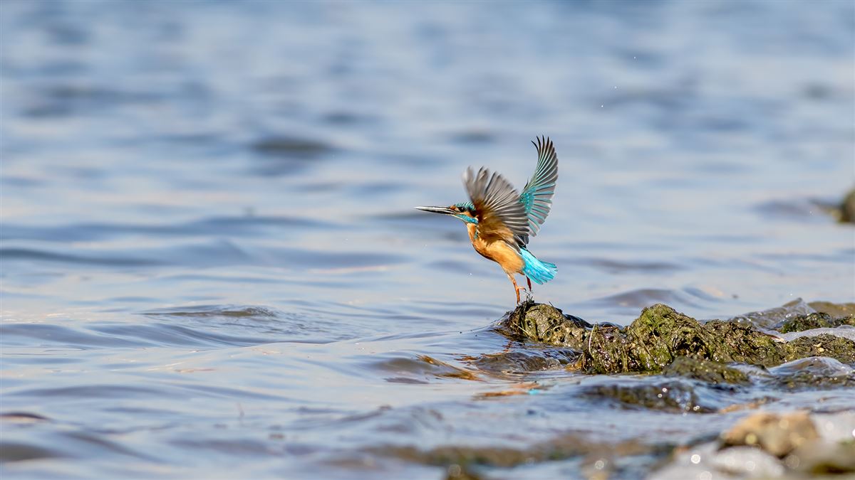 Common Kingfisher