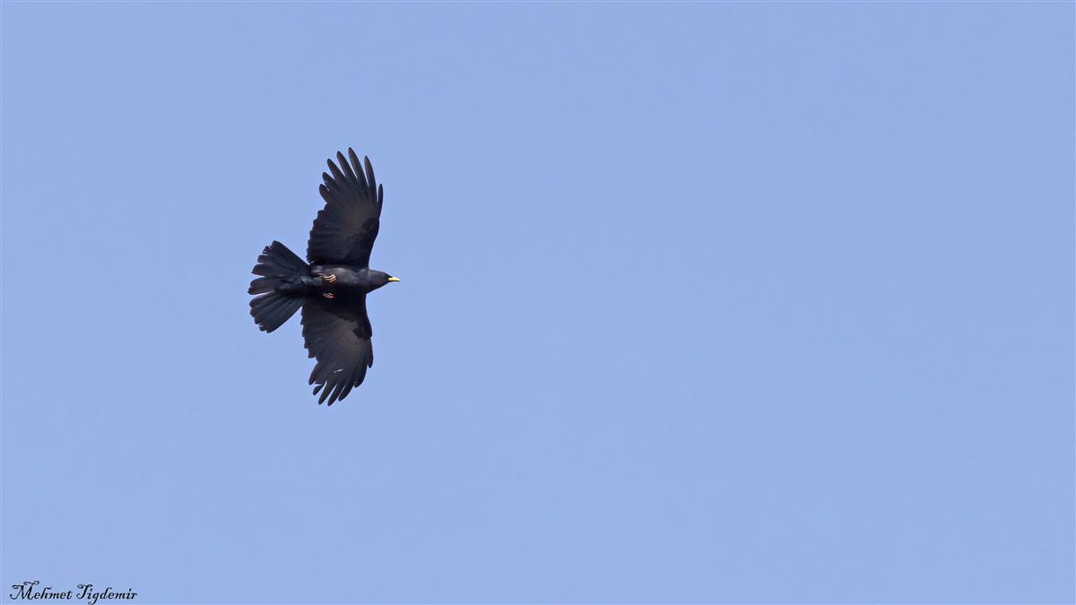 Alpine Chough