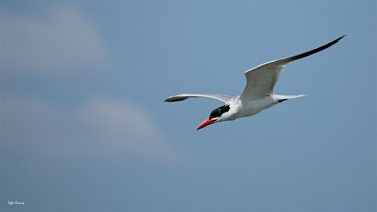 Caspian Tern