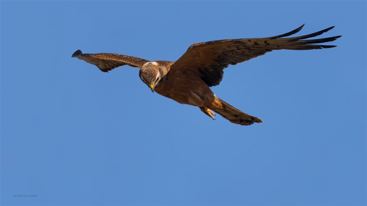 Montagu`s Harrier